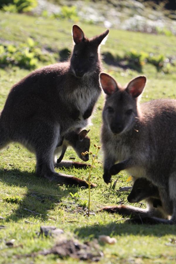 Wylah For A Peaceful Bruny Island Escape With Water Views, Fireplace & Wallabies Holiday home